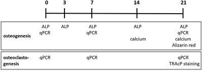 Although Anatomically Micrometers Apart: Human Periodontal Ligament Cells Are Slightly More Active in Bone Remodeling Than Alveolar Bone Derived Cells